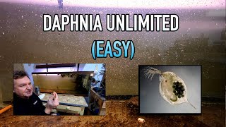 How I Raise Daphnia Water Fleas And You Can Too [upl. by Lakin308]