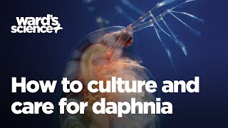 Caring and Culturing for Daphnia [upl. by Kcirederf467]