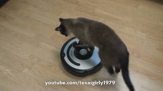 Cat shows HOW TO use iRobot Roomba Vacuum [upl. by Ativoj]