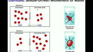 Basics of Osmosis [upl. by Robinett]