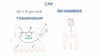 CMV Virology  Epidemiology and Pathophysiology [upl. by Terhune463]