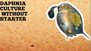 HOW TO CULTURE DAPHNIA NATURALLY WITHOUT A STARTER [upl. by Atiniv]