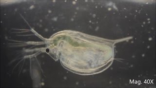 Daphnia magna under the Microscope [upl. by Einttirb68]