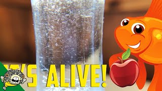 How to culture Vinegar Eels The EASY Way Live Fish Food [upl. by Aileahcim]