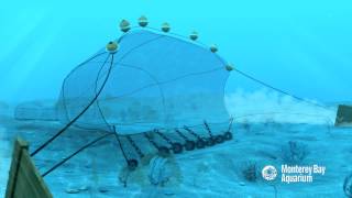 How Seafood is Caught Bottom Trawling [upl. by Eetsud]