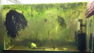 Scuds Daphnia Cherry Shrimp Copepods My aquatic food culture [upl. by Warms]