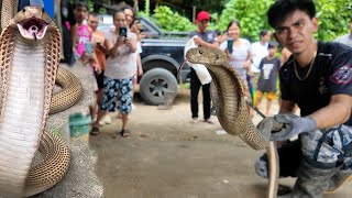 ANG MGA KILABOT NA COBRA SA MAJAYJAY LAGUNA [upl. by Kwok]