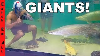 FEEDING MONSTER FISH in GIANT POOL POND Fish AQUARIUM Swim [upl. by Bale518]