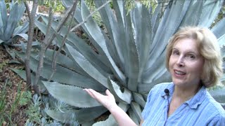 What You MUST Know About Century Plants Agave americana [upl. by Cowey]