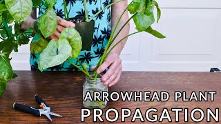 ARROWHEAD PLANT PROPAGATION 2 EASY WAYS TO PROPAGATE A SYNGONIUM [upl. by Chrisoula546]