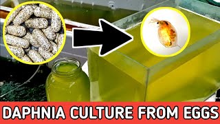 HOW TO HATCH DAPHNIA EGGS  HOW TO CULTURE DAPHNIA [upl. by Dorwin50]