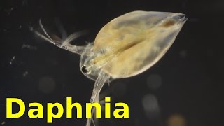 Daphnia [upl. by Harriett152]