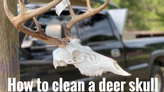 How to clean a deer skull oxi clean boil DIY [upl. by Imre]