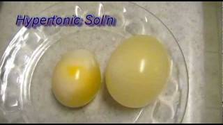 Egg Osmosis Hypertonic vs Hypotonic Solution [upl. by Danni381]