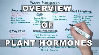 Plant Hormones  Types and Functions [upl. by Parish]