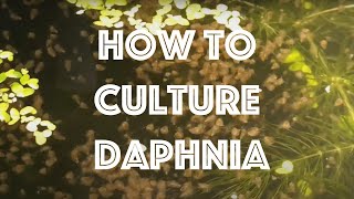 How To Culture Daphnia Magna [upl. by Roxie460]