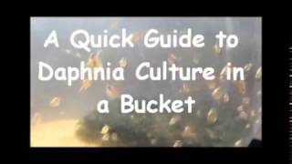 How to culture daphnia outside [upl. by Aynom891]