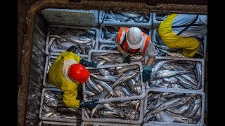 Big vs small fishing boats which is more sustainable [upl. by Dick]