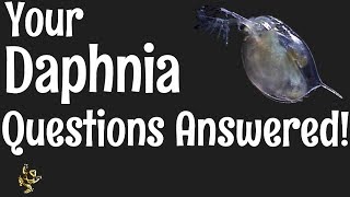 Daphnia Questions Answered [upl. by Zuliram166]