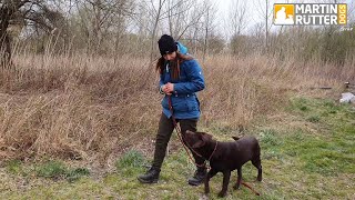 Hundetraining  Leinenführigkeit  quotSchadequot – Übung [upl. by Gildus431]