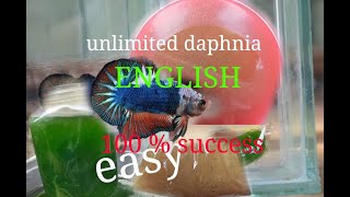 daphnia moina culture Easy way Unlimited production English  with sub Green water Chlorella [upl. by Aisatnaf]