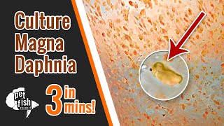 How to culture DAPHNIA MAGNA  The easy way [upl. by Eisenberg]