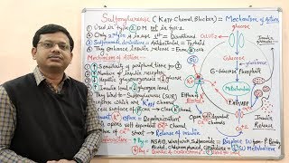 Diabetes Mellitus Part10 Mechanism of Action of Sulfonylurease  Antidiabetic Drugs  Diabetes [upl. by Annyahs]