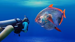 Opah Fish The Only Truth WarmBlooded Fish In The Ocean  Flaps Fins To Generate Heat [upl. by Baudoin]