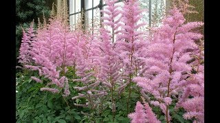 How to Grow Astilbe [upl. by Aeuhsoj]