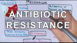 Antibiotic Resistance  Evolution Genetics Microbiology [upl. by Harbird346]