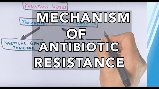 Mechanism of Antibiotic Resistance [upl. by Corsetti]