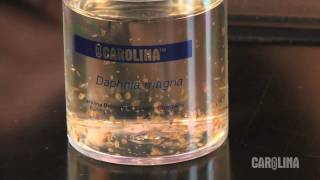 How to Care for Daphnia [upl. by Kiki]