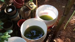 How to grow Green Water Algae [upl. by Enaek]