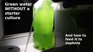 Green Water WITHOUT a Starter Culture  From Scratch  How To [upl. by Almira81]