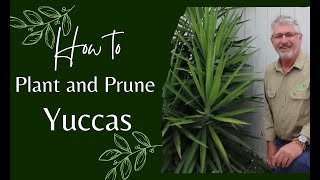 How to Prune and Plant Yuccas [upl. by Nylesoj955]