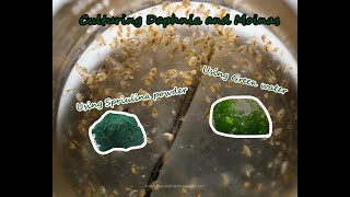 How To Culture Daphnia and Moinas using Green Water Spirulina powder [upl. by Sine319]