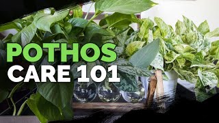 Pothos Care 101 Is This the Easiest Houseplant to Care For [upl. by Saberio]