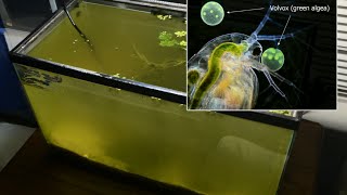 Raising Daphnia for the Freshwater Aquarium [upl. by Russel530]