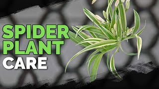 Spider Plant Care How To Grow Chlorophytum Comosum [upl. by Filippo44]