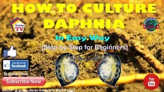 HOW TO CULTURE DAPHNIA In Easy Way [upl. by Ann-Marie545]